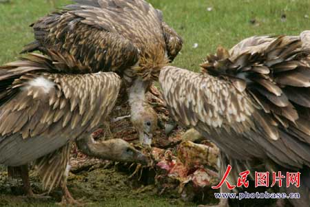 秃鹫吃死尸图片