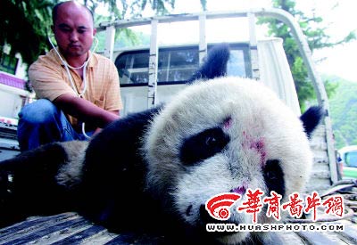 受伤大熊猫昏倒河道(图)