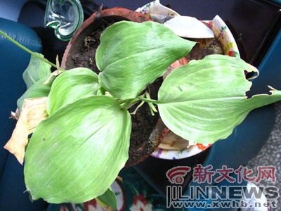 辽源发现皇家贡品的野生寒葱比人参还珍贵(图)