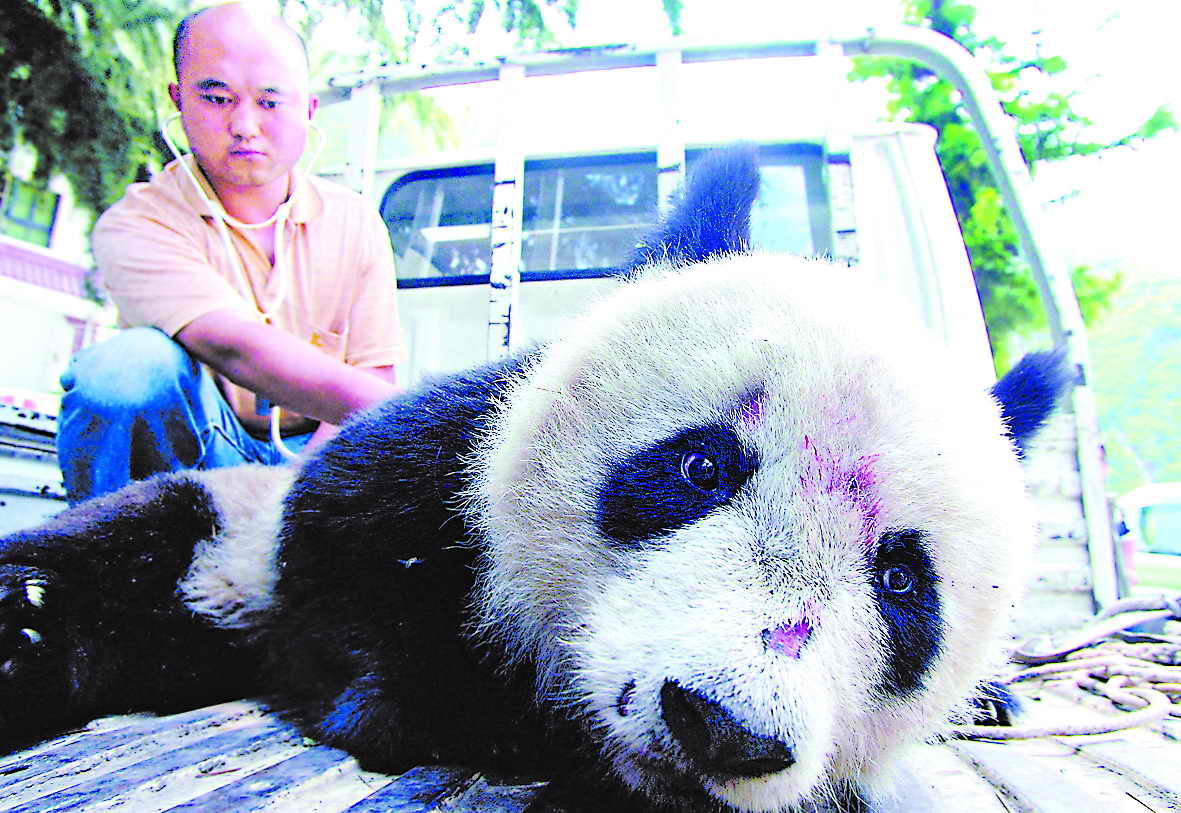 大熊猫受伤的图片图片