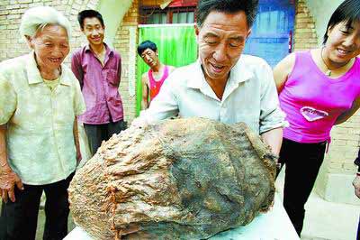 河南发现肉灵芝 重达46公斤外皮如牛皮(图)