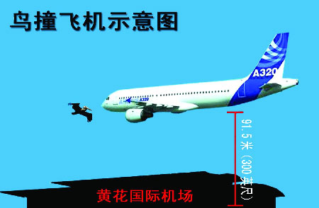 空客撞鸟 50航班800乘客受困长沙黄花机场(图)