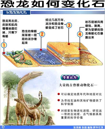 霸王龙化石数量图片