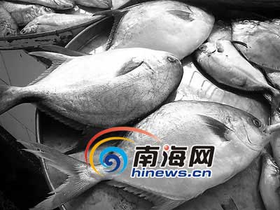 海南魚販向金槍魚肚裡塞鴨飼料 賺取黑心錢(圖)