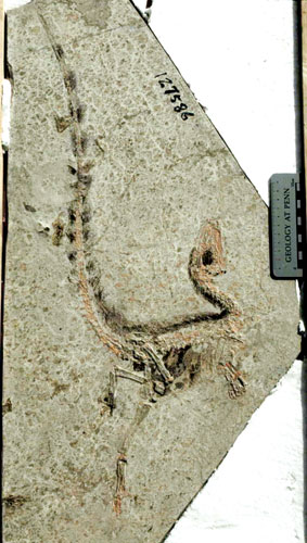 世界上第一只被发现长有类似羽毛的皮肤衍生物的恐龙———中华龙鸟