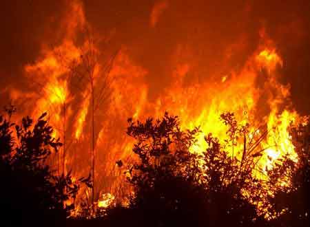 森林着火视频 森林忽发大火动物们怎样脱险