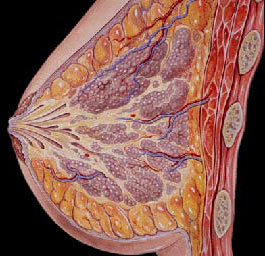 乳腺增生并非乳房有肿块(图)