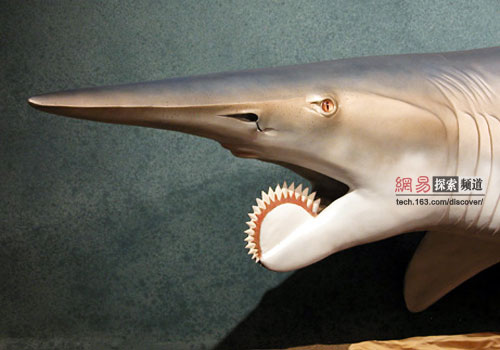 1.旋齒鯊(helicoprion)