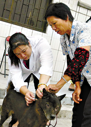 家庭常養的寵物犬隻應進行免疫注射.