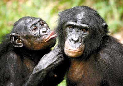 猩猩怎么分辨雌雄图片图片