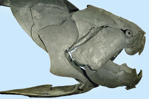 邓氏鱼的化石图片