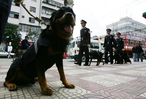 德国狼犬进驻南窑助警察抓坏人