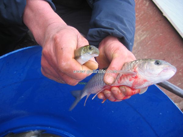 全州兩家人養鰹魚養成