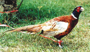 山珍野雞 味鮮肉美(圖)