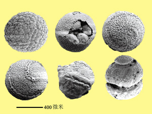 球果化石图片