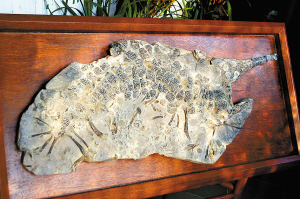 化石图片及名称图片