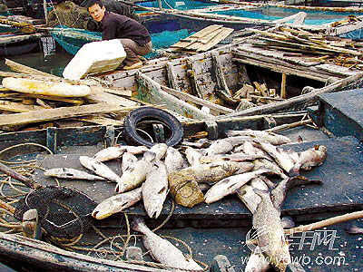 龍躉石斑4天死魚數百噸(圖)