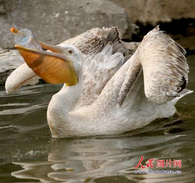 3月31日,在江苏省徐州市鸟悦园里一只鹈鹕在吞咽矿泉水瓶