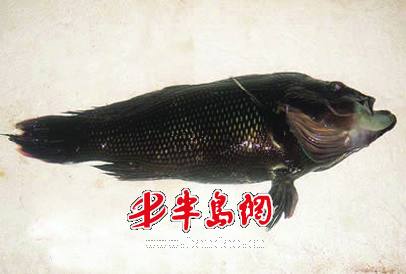 黑色石斑鱼图片