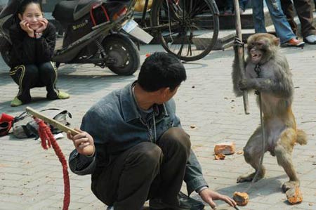 猴子拿起棍子反抗。