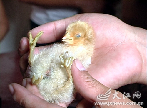 近日孵出的一只小鸡长了四只爪子,被当地人称为怪脚鸡