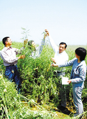 太空油菜获丰收图