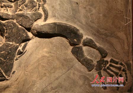 贵州现长角中国龙化石 与神话描述酷似(图)
