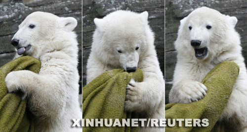 这三张经过拼版的7月5日拍摄的照片中，小北极熊克努特在德国首都柏林的动物园中玩耍。