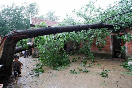 2007年7月25日凌晨5时许，安徽颖上县刘集乡等8个乡镇遭受龙卷风袭击。中心沟村，树压倒了房子。(图片：CFP)