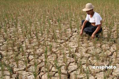 湖南新宁旱灾已持续2个多月,当地粮食作物严重减产.