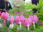 灯笼牡丹