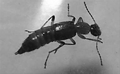 黑足蚁形隐翅虫图片