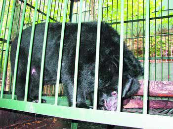 来到湖南省野生动物救护中心11年,早已成年的黑熊独自在笼子里煎熬