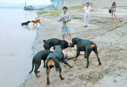 昨日,九滨路,一群挪威纳犬猛扑向一只绵羊 见习记者 梁杰 摄