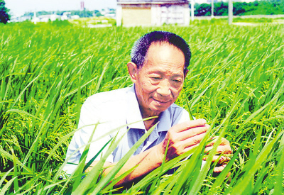 "杂交水稻之父"袁隆平在田间工作.