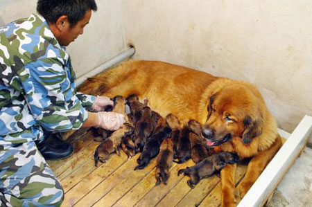 藏獒图片 幼犬出生图片