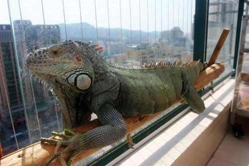 11月4日,福建省厦门市孙先生家中,身长1米55美洲绿鬣蜥爬在阳台上看