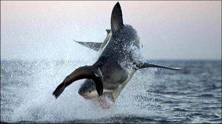 摄影师拍大白鲨捕食过程 仅数分钟场面震撼(图)