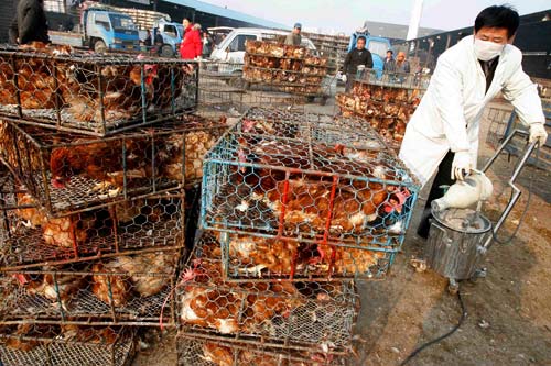 12月3日,南京一个家禽市场,防疫人员在对出售的家禽消毒