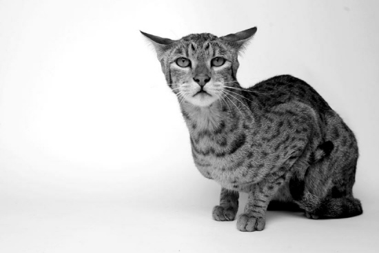 这是12月4日在美国加利福尼亚州欧申赛德拍摄的阿什拉宠物猫