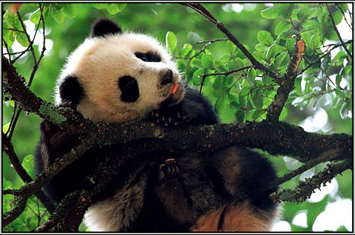 熊猫头吐舌头表情包图片
