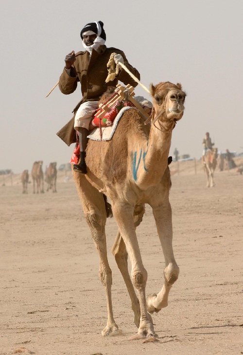 马穆鲁克骆驼骑兵图片