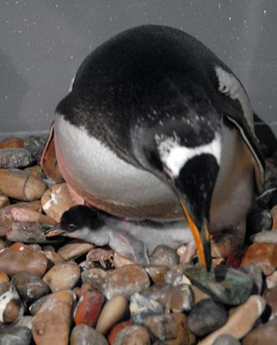 世界内陆首枚企鹅蛋孵化成功