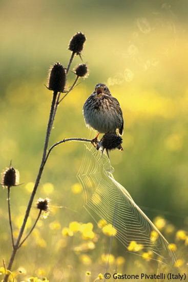 Song of the corn bunting