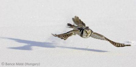 Hawk owl swoop
