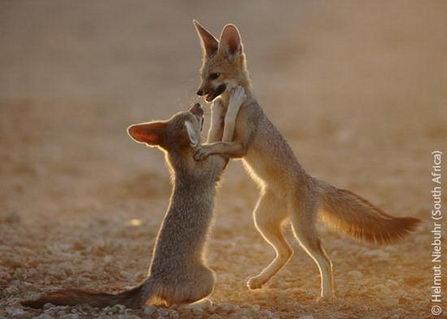 Cape fox cubs at play