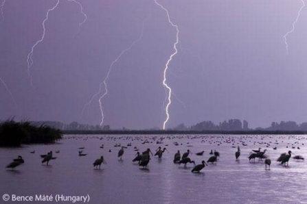 Lightning birds