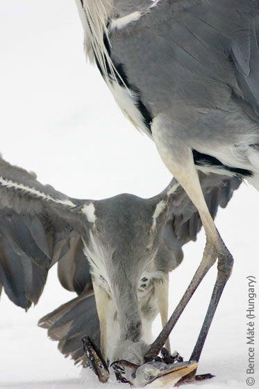 Grey heron mugging