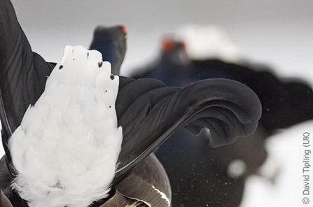 Battling blackcocks