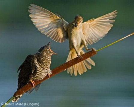 Warbler and its cuckoo